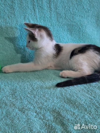 Котëнок мальчик 2,5 месяца