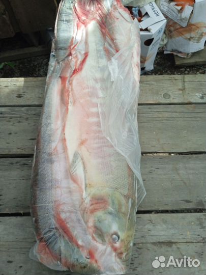 Продам кету свежемороженую