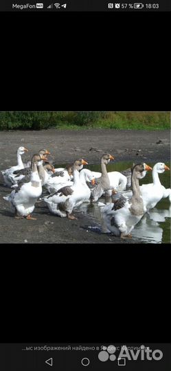 Инкубационное яйцо гусей