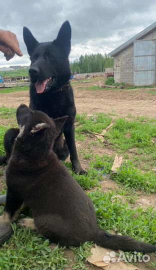Восточноевропейская овчарка щенок