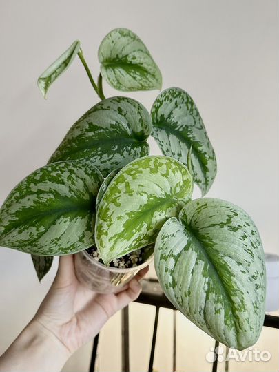 Сциндапсус экзотика, требе