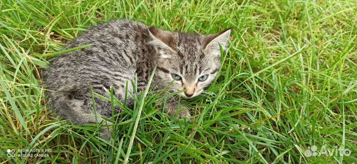 Кошка мышеловка