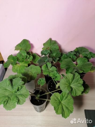 Сортовые пеларгонии