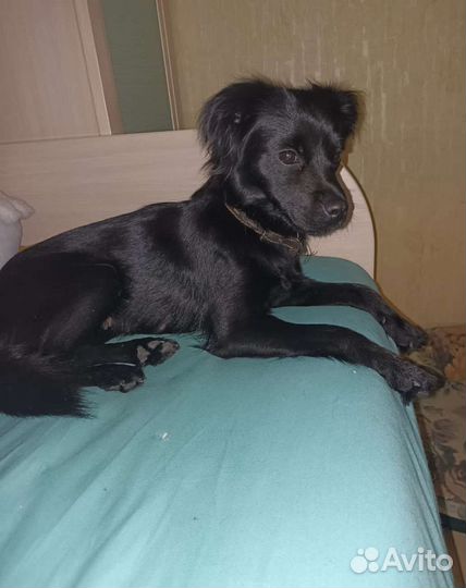 Не большая собачка