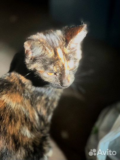 Котята