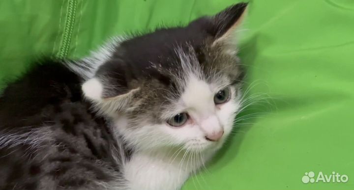 Котёнок кошечка в добрые руки
