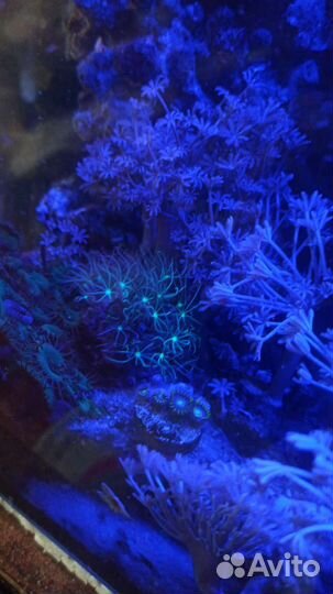 Живые морские кораллы в аквариум