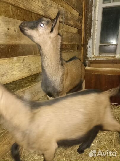 Козлики чешские