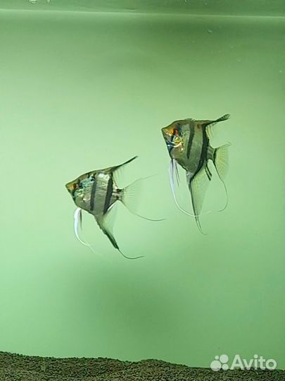 Скалярии 24 штуки