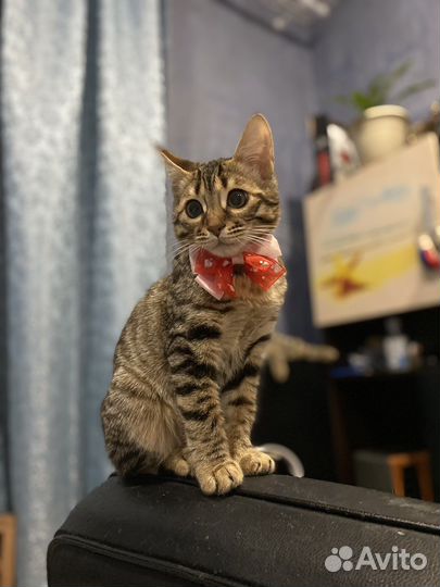 Кошки бесплатно