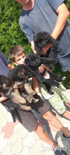 Чистокровные щенки Немецкой Овчарки