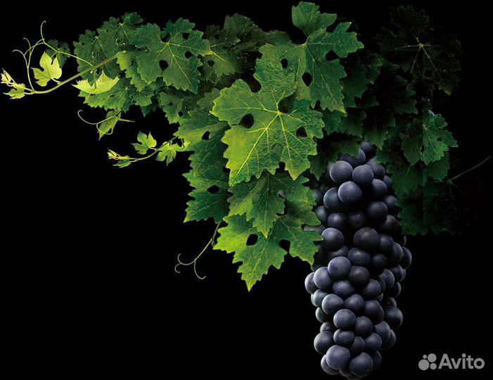 Домашний виноградный сок