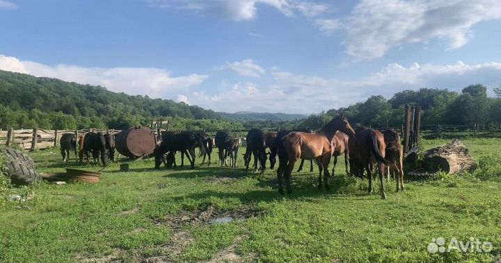 Продажа коней