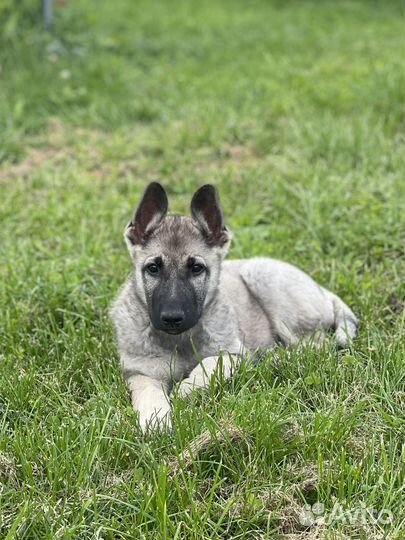 Восточночноевропейская овчарка зонарный кобель