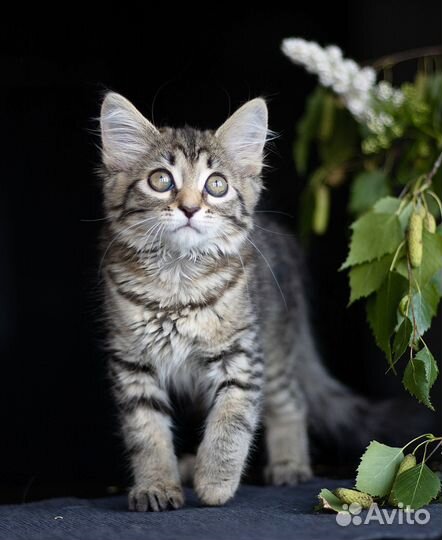 Котенок в добрые руки