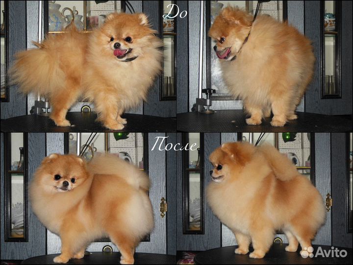 Стрижка собак и кошек (груминг)