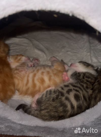 Бенгальские котята