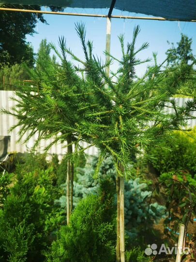 Саженцы хвойных и декоративно-лиственных растений