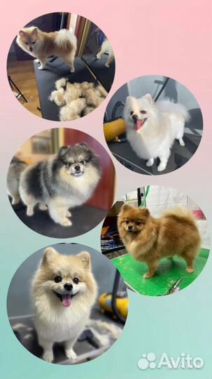 Грумер. Стрижка собак и кошек. уз чистка зубов