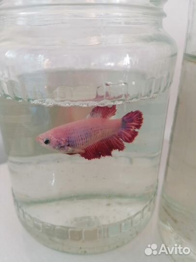 Рыба петушок