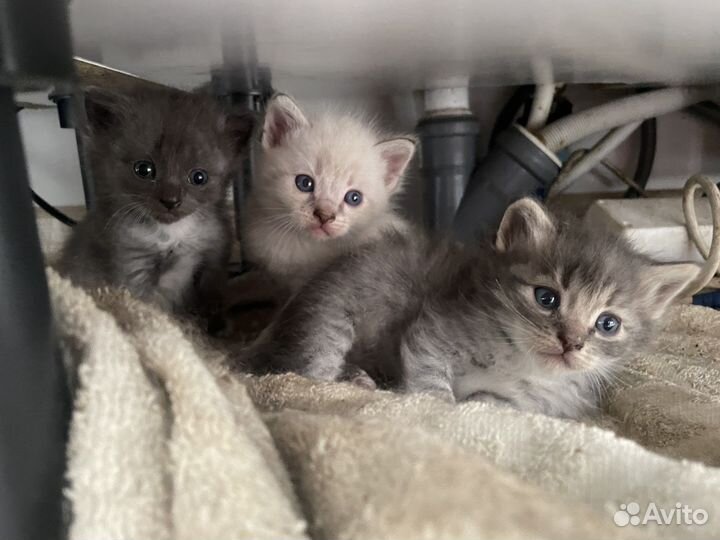 Котята в добрые руки 1 месяц