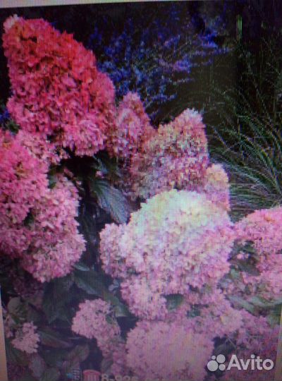 Гортензии метельчатые и крупнолистные махровые