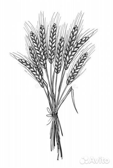 Колоски пайзы (корм для декоративных птиц)