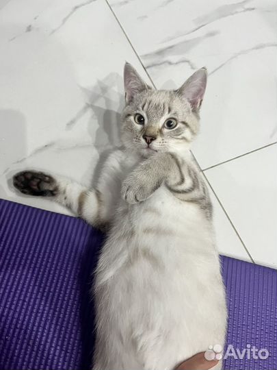 Отдам бесплатно котика
