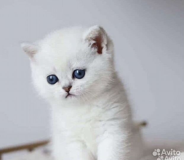 Британские девчонки