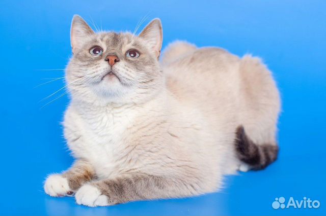Тайский кот страдает в приюте объявление продам