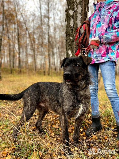 Спасите Тайсона из приюта