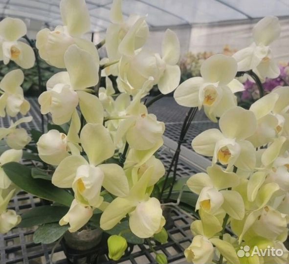 Орхидея Фаленопсис Белый Пелор
