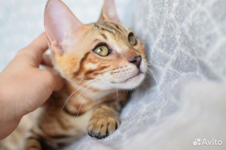 Бенгальский котёнок, мальчик