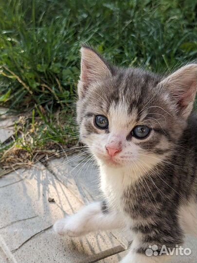 Британцы-метисы котята