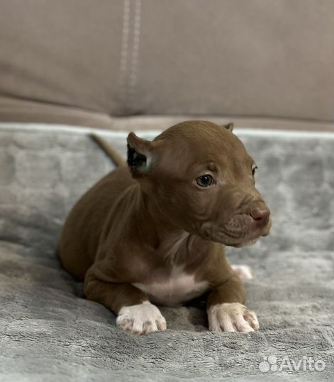 Шоколадный парень