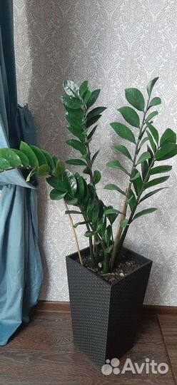 Замиокулькас