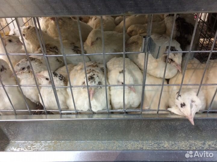 Клетки для перепелов от производителя