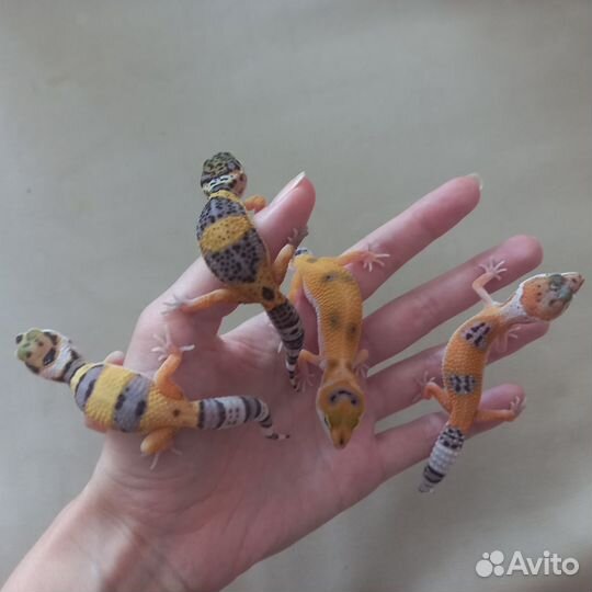 Малыши эублефаров