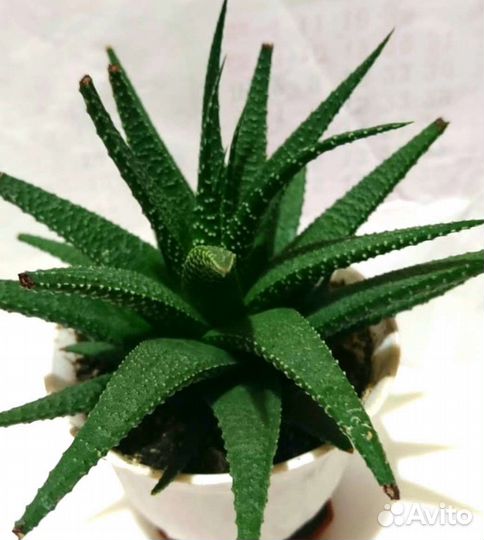 Суккуленты и кактусы