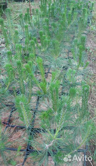 Сосна Тунберга