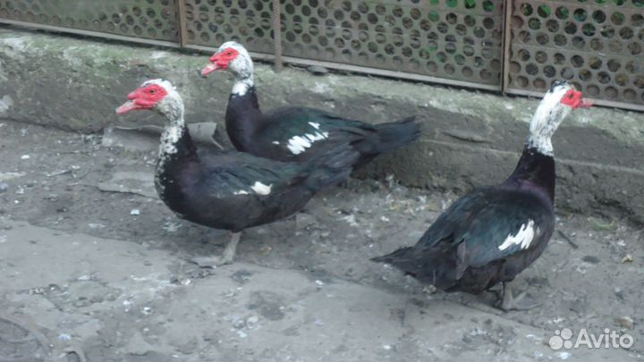 Продам уток