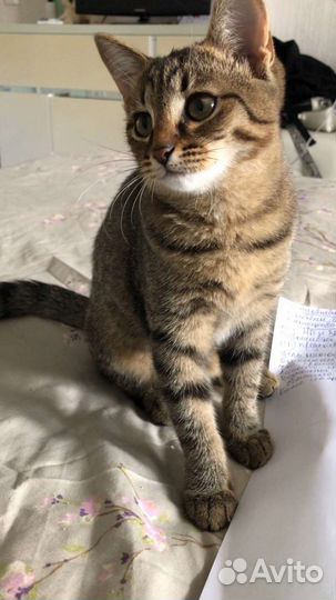 Котенок