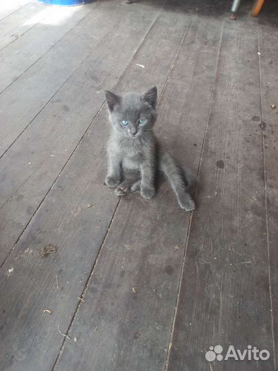 Отдам котят