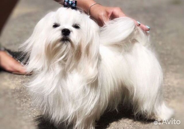 Вязка Мальтезе