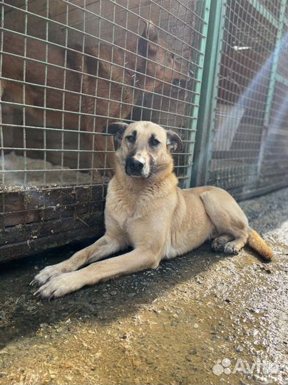 Собака Милая Лира из приюта