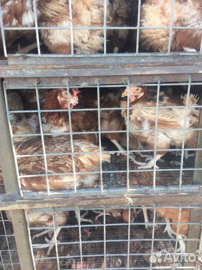 Несушки (отборка)