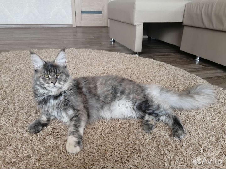 Мейн-кун кошка