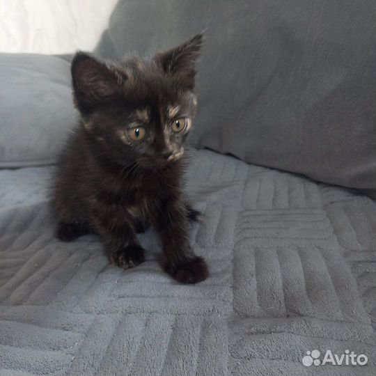 Котята в дар бесплатно