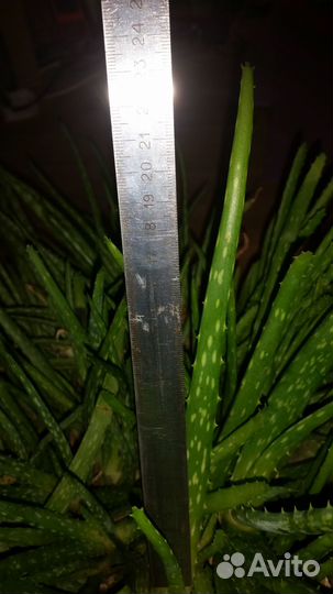 Лечебное алоэ вера, 5 лет, 4, 3 года, листья