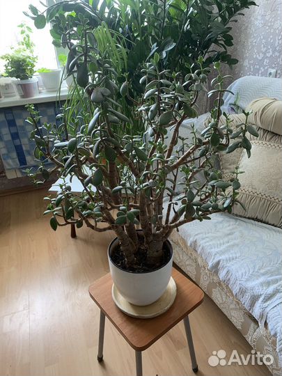 Домашние цветы